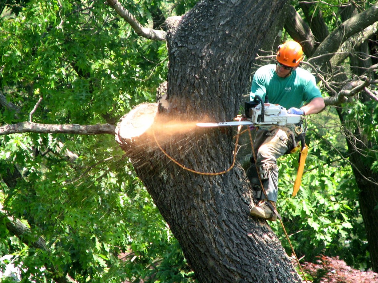 Professionally maintained commercial landscape by Lakeland Tree Pros